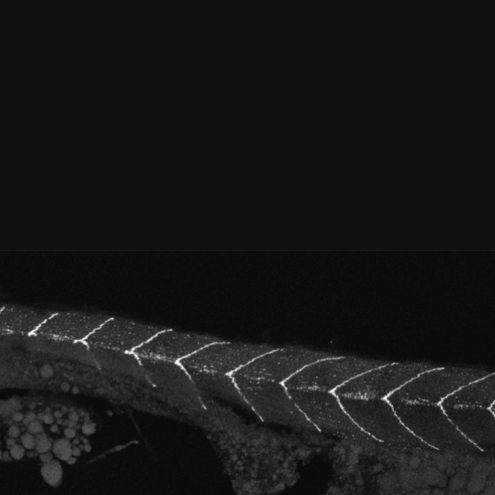 Zebrafish muscle