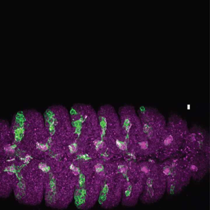 NB7-1-Gal4 UAS-GFP