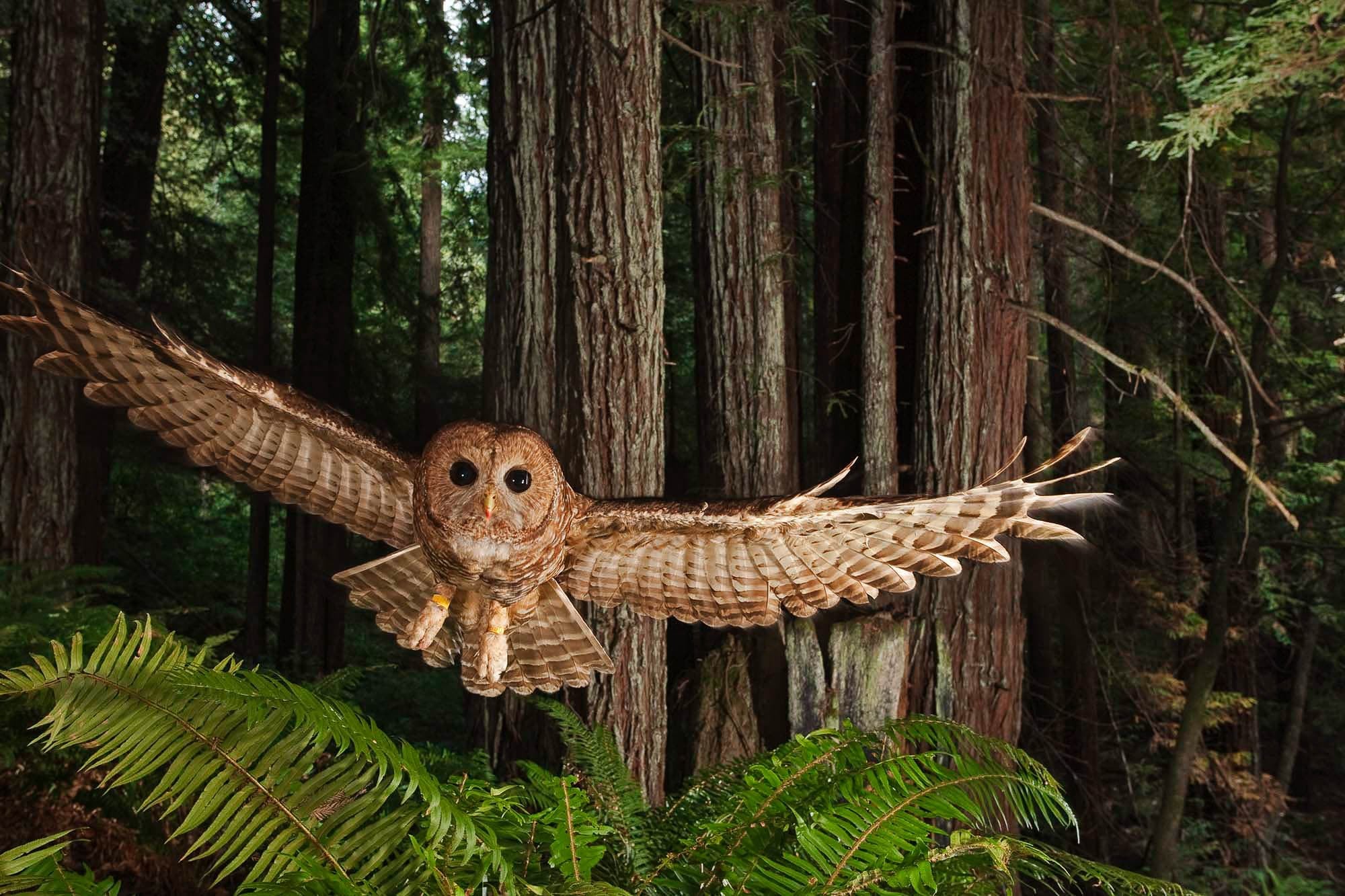 A brown owl flying directly at the camera with outstretched wings and black eyes in a forest setting and ferns