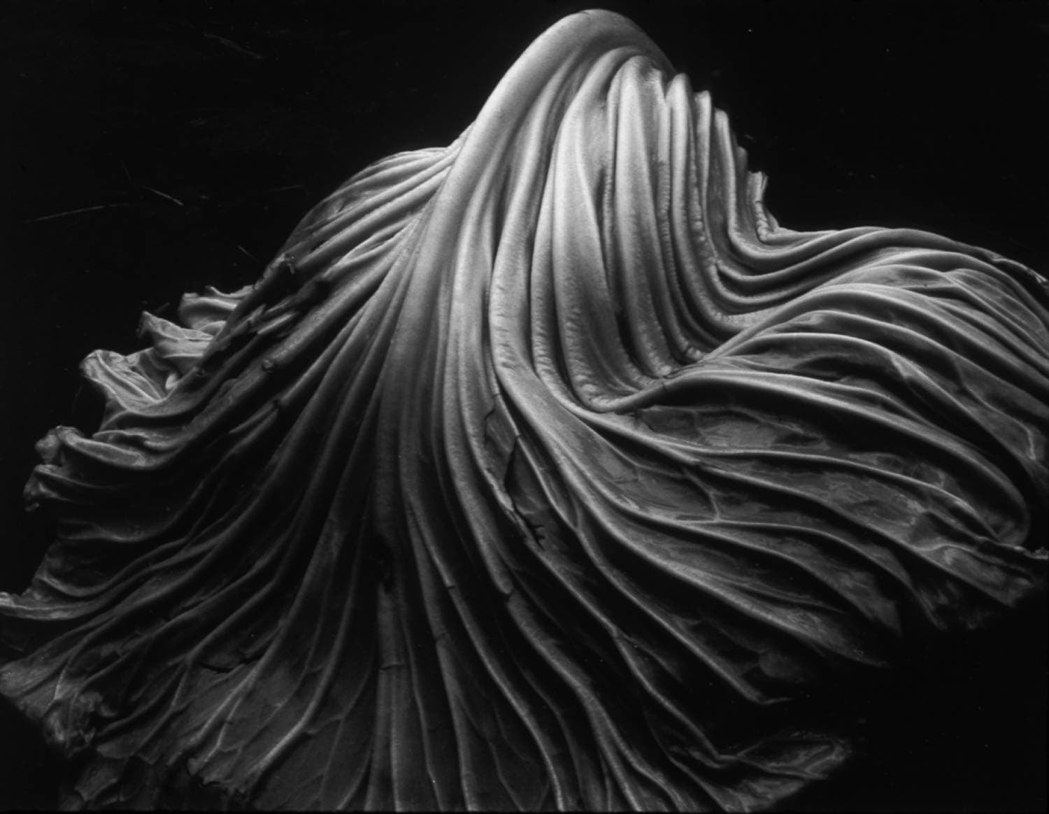 Black and white image of a cabbage leaf with light coming from above accentuating the shadows of the leaf ribs