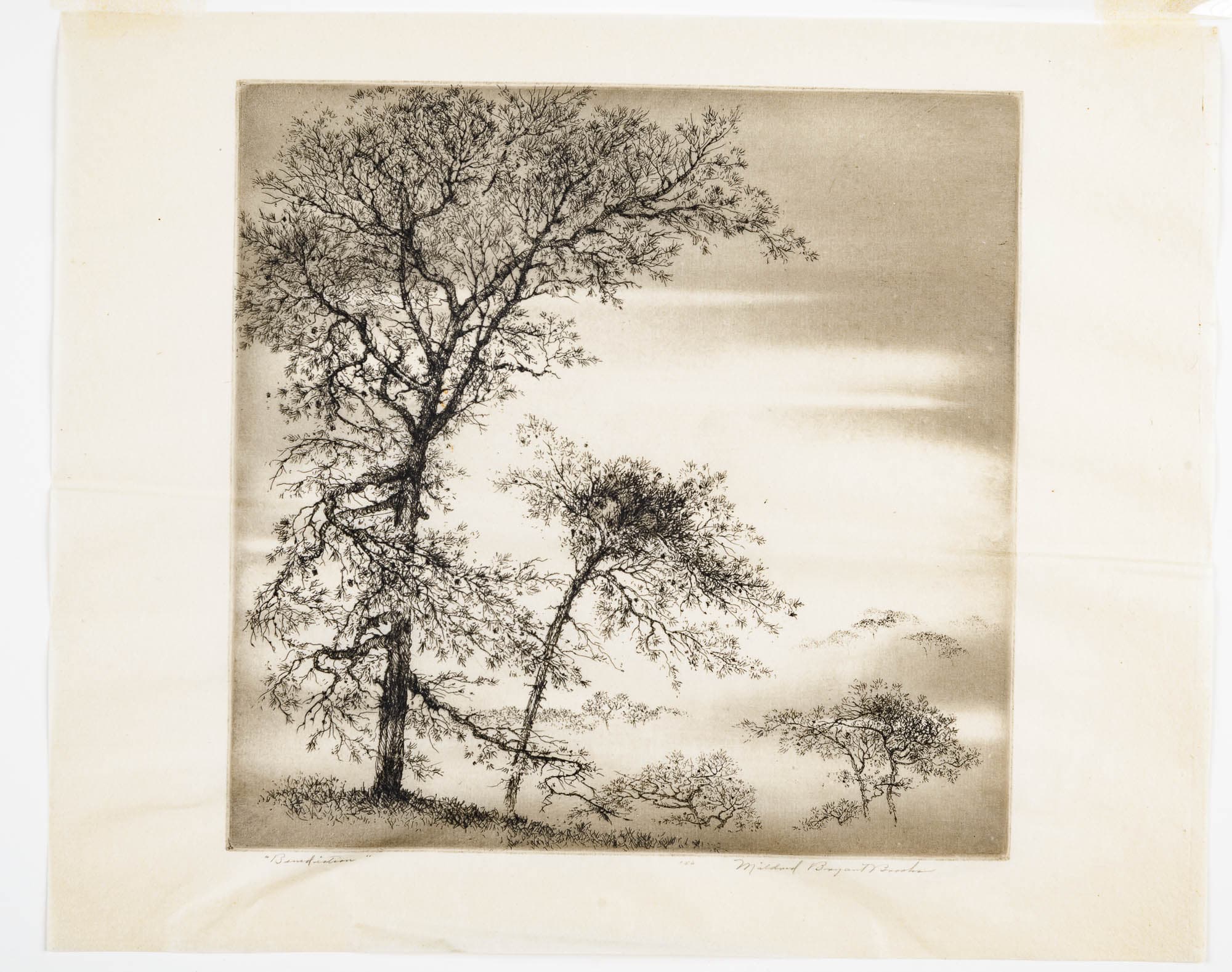 A delicate etching of a landscape featuring tall, bare trees against a soft, cloudy sky. The fine lines and shading create a tranquil and timeless scene.