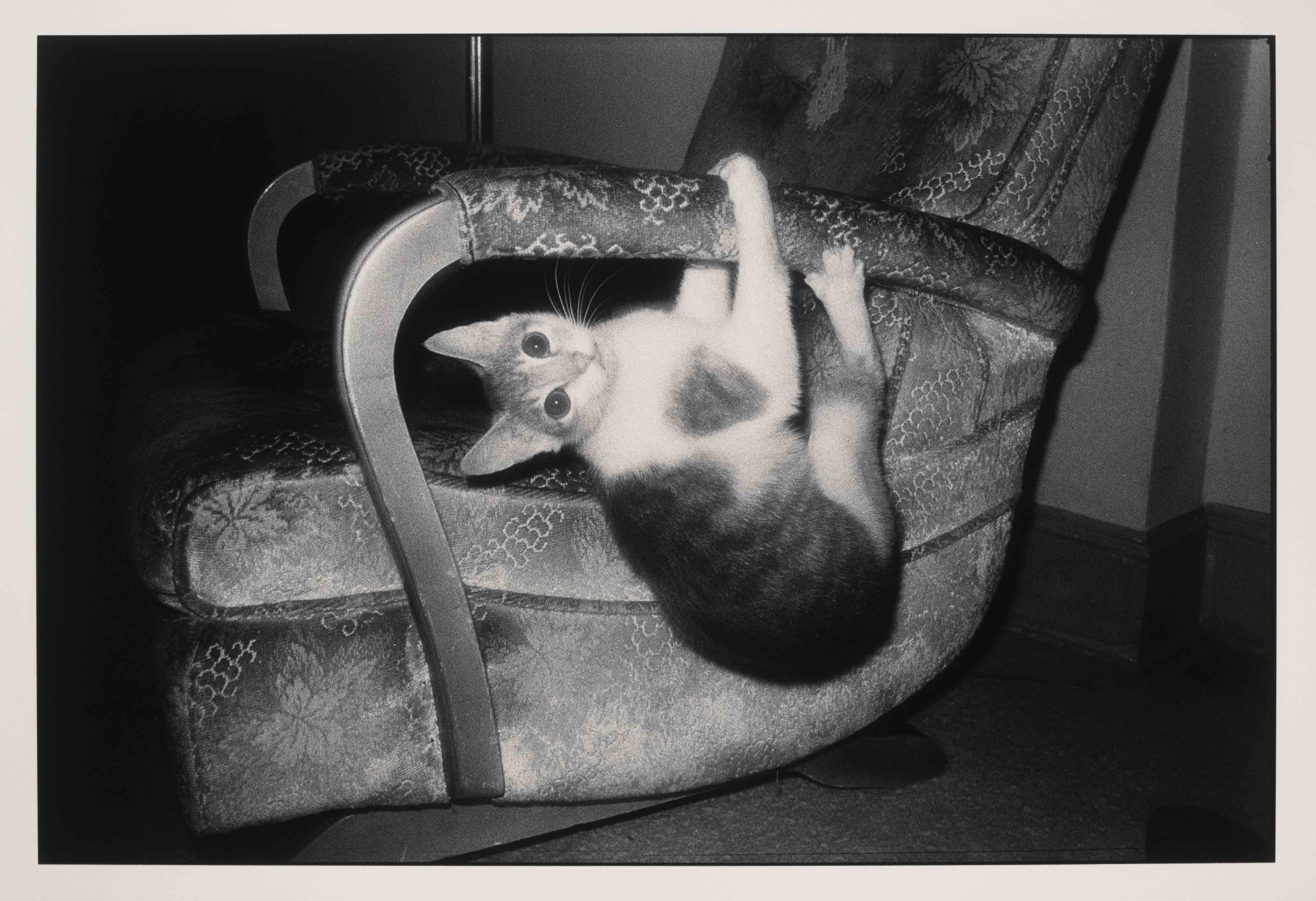A black and white photo of a cat hanging upside down on the arm of a chair