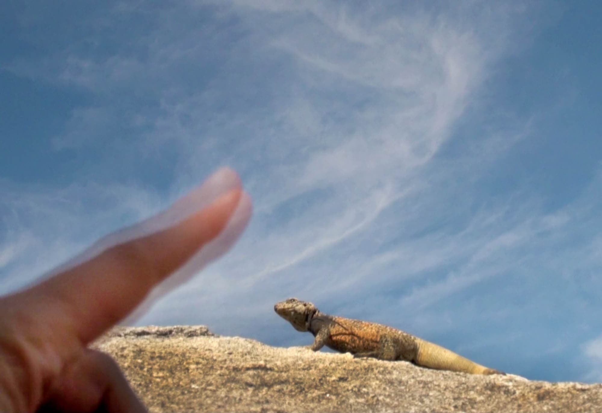 A close-up photograph of a person's hand pointing towards a lizard on a rock, with a clear blue sky in the background.