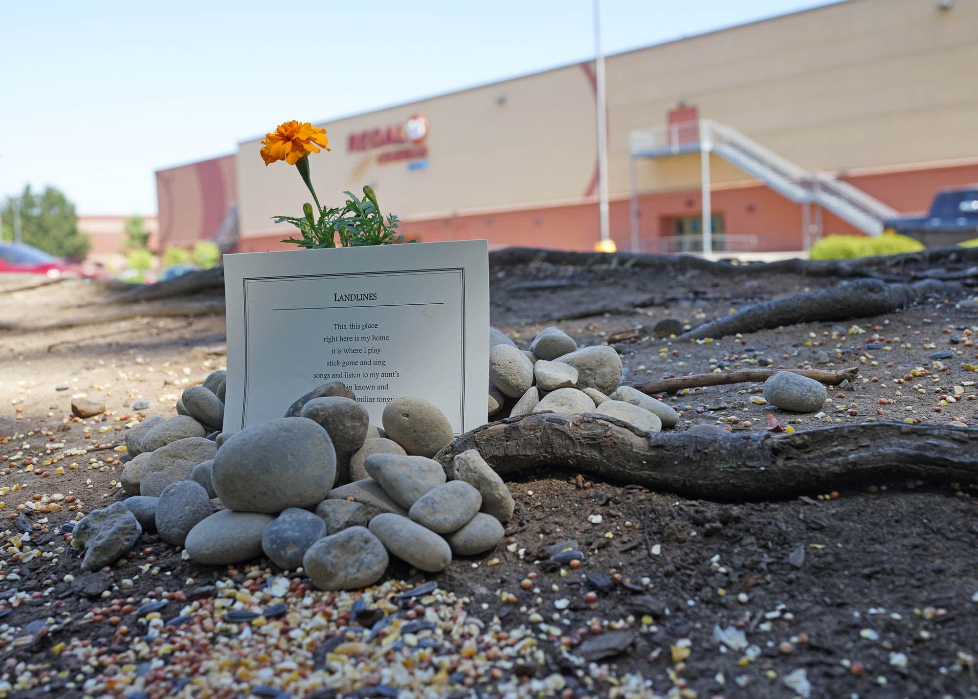 Outdoor scene with a single marigold flower growing among stones, next to a card with a poem titled 'Landlines'. A building is visible in the background.