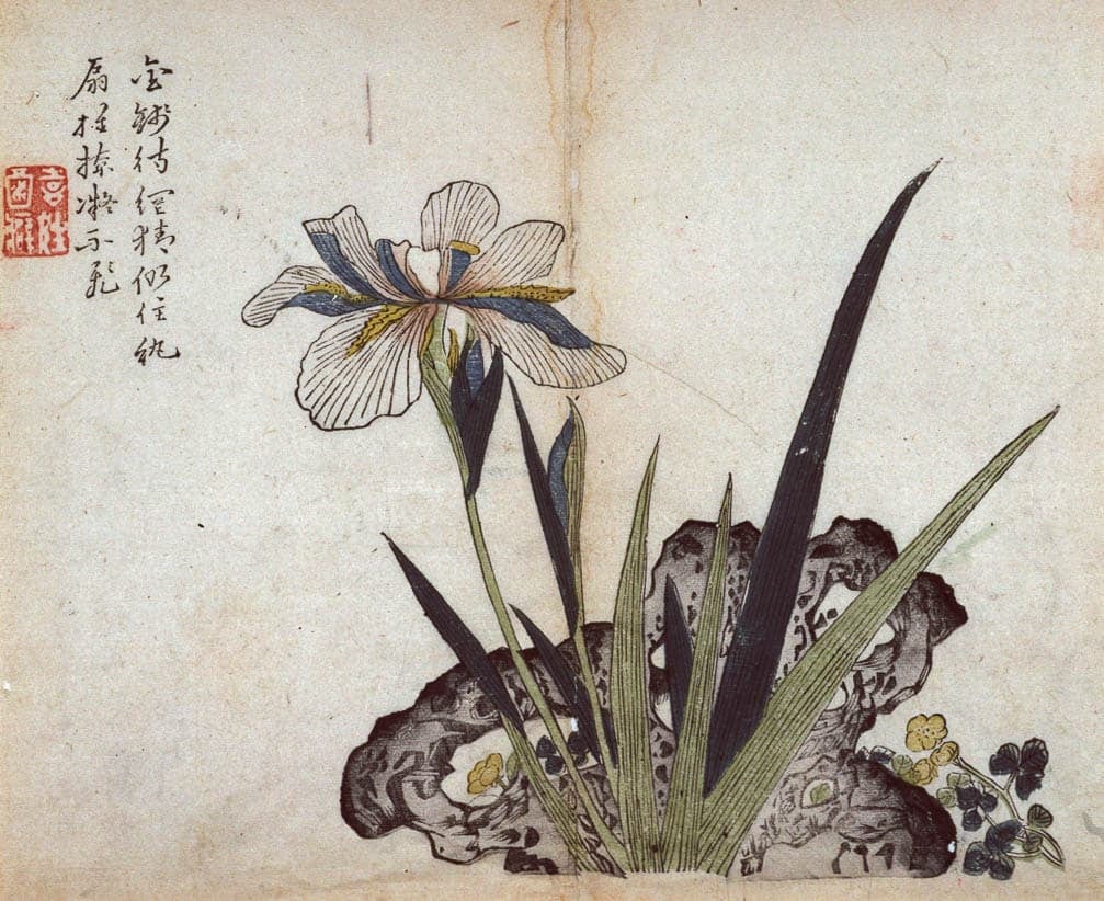 Ink drawing of a white iris with blue and yellow details on the petals and green leaves