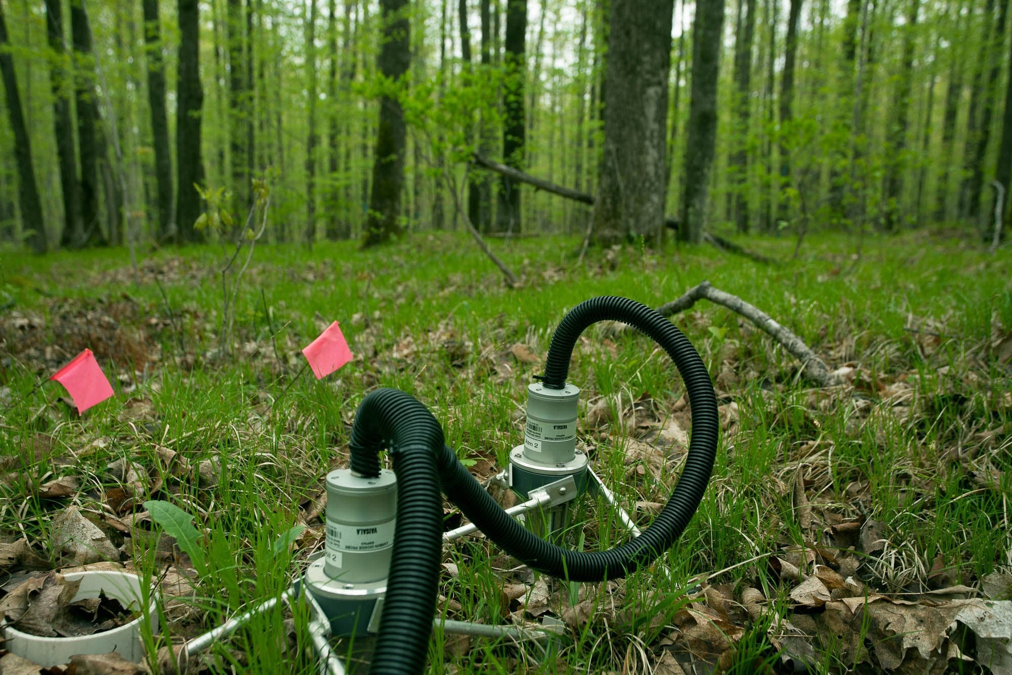 Photograph of black tubing with pink utility line markers in grass in front of a forest