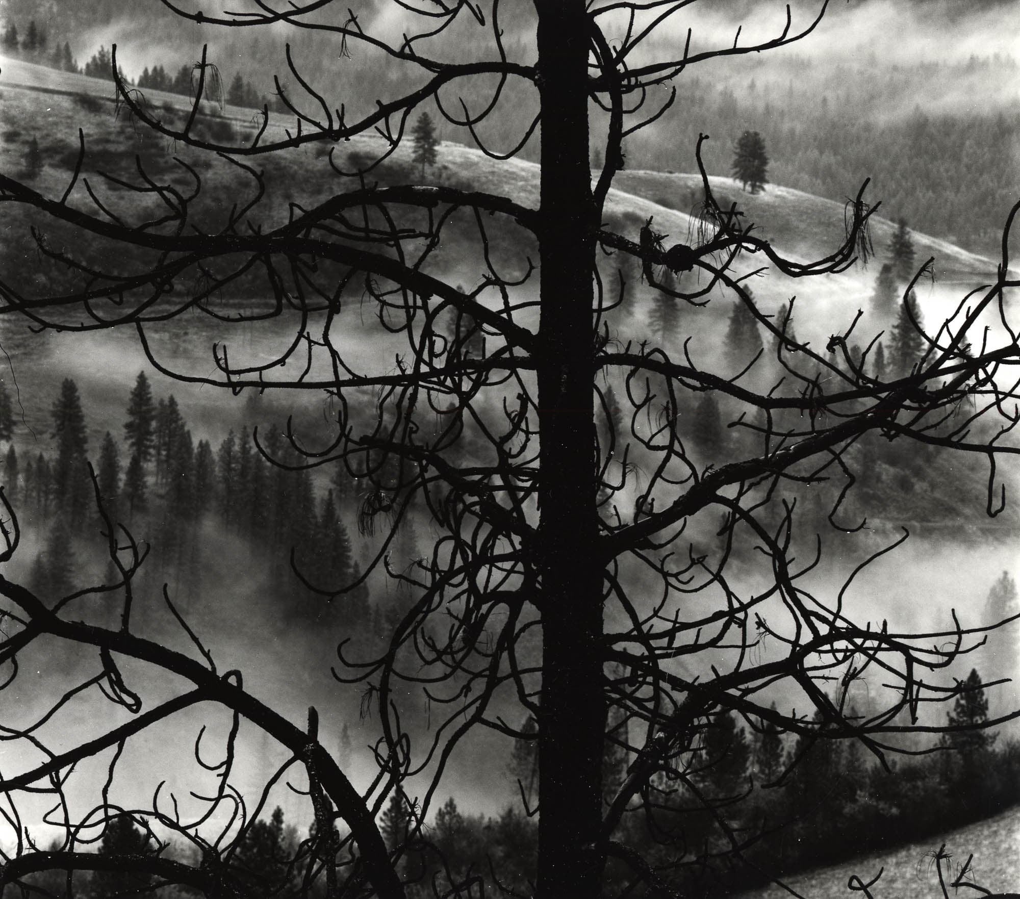 Black and white photograph of a foggy forest with a silhouetted tree in the foreground, branches visible against the misty background.