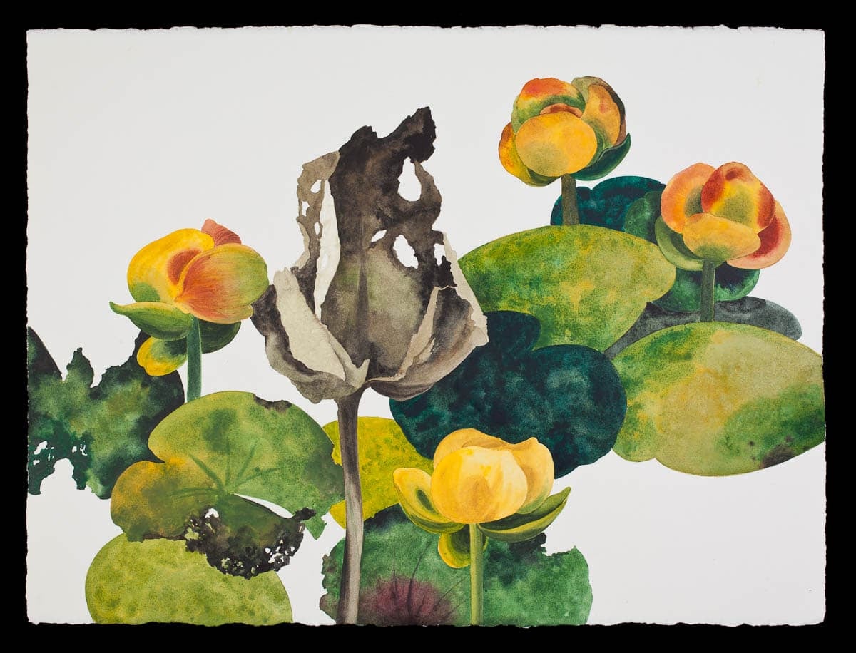 A painting of yellow and green water lilies with a withered black flower in the center.