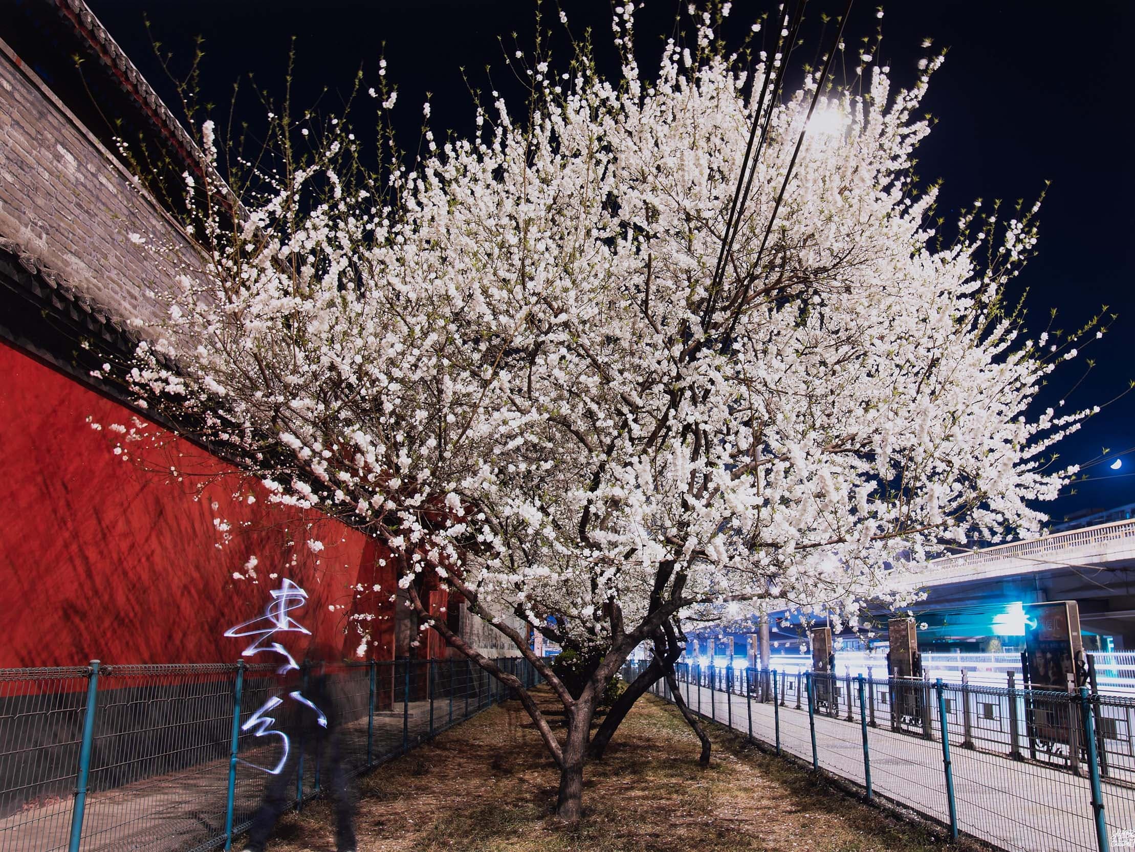 A beautiful blossoming tree in full bloom with white flowers, captured at night. The tree is positioned next to a red wall, with a modern highway and light poles illuminated in the distance. The moon is visible in the dark sky, adding to the serene and vibrant atmosphere.