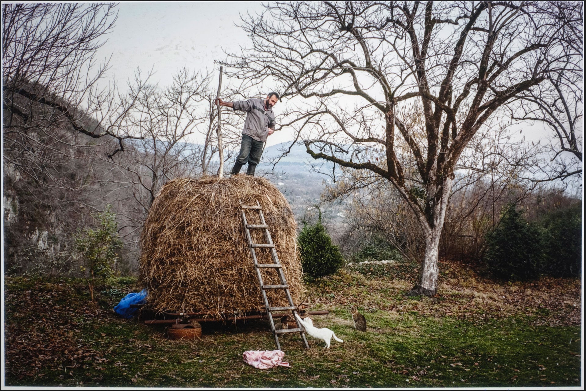 A man standing on a pile of hay holding a pitchfork looks down at a white cat scratching its claws on a wooden ladder that leads to the man.