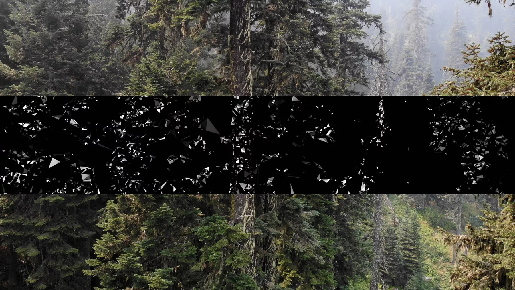 Photograph of a dense forest with a black bar across the middle, containing abstract black and white geometric shapes.