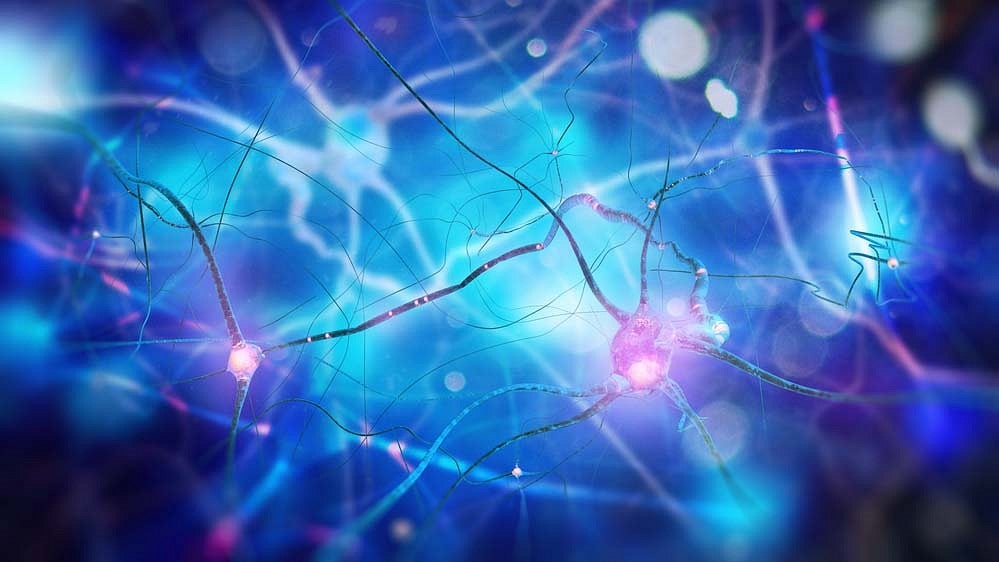 nerves neurons