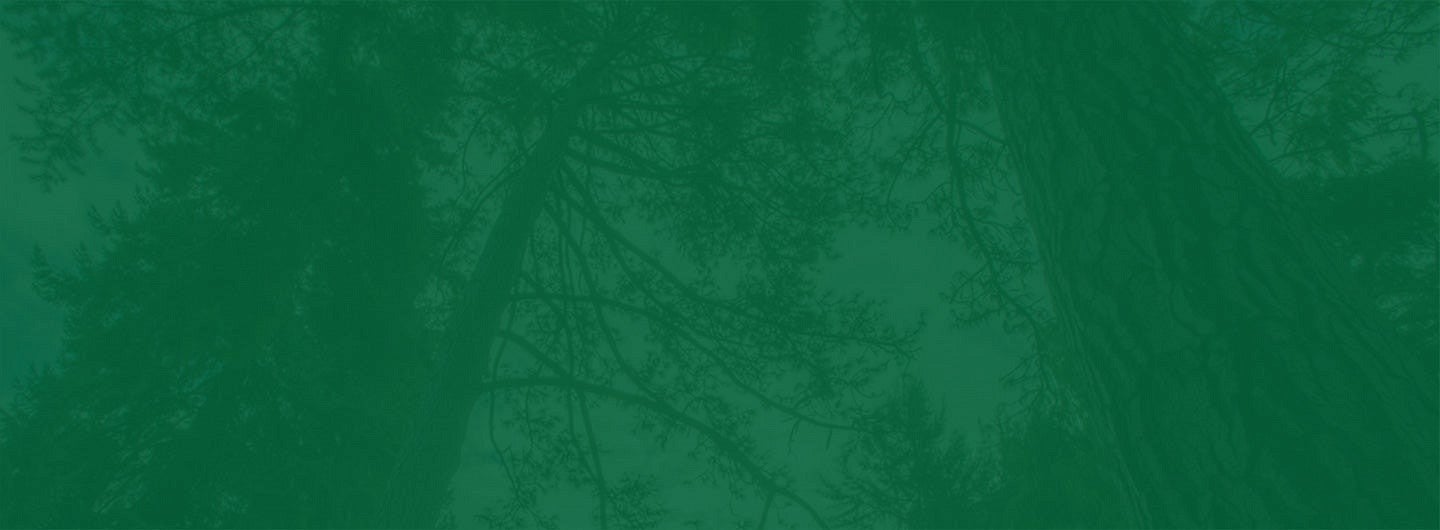 trees background