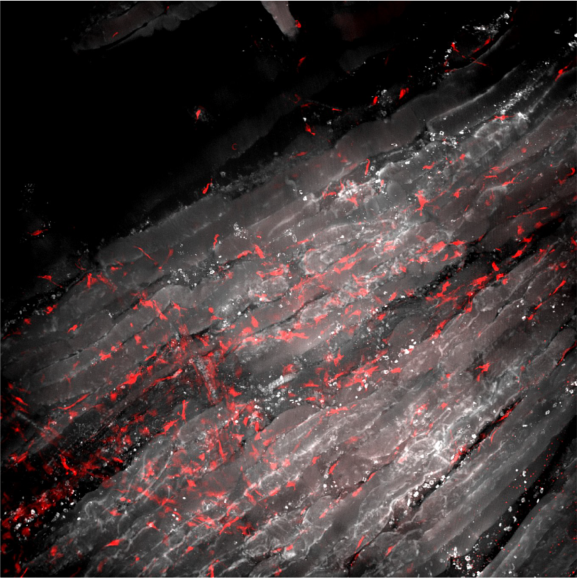 Red fluorescent molecules, looking like speckles, against a grey and white background. 