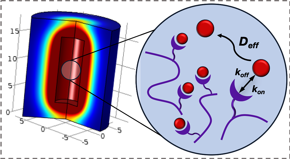Predictive Bio-transport Modeling