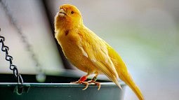 A Canary songbird. Photo by Héctor Berganza on Pexels.