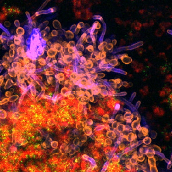 Red, orange, yellow and purple particles with a black background, showing nanoparticles and science abstractly