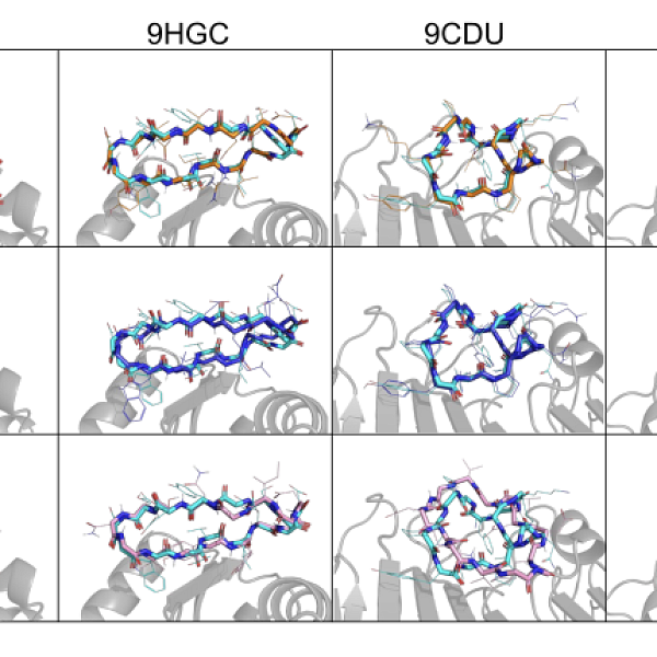 CyclicMPNN: Stable Cyclic Peptide Sequence Generation