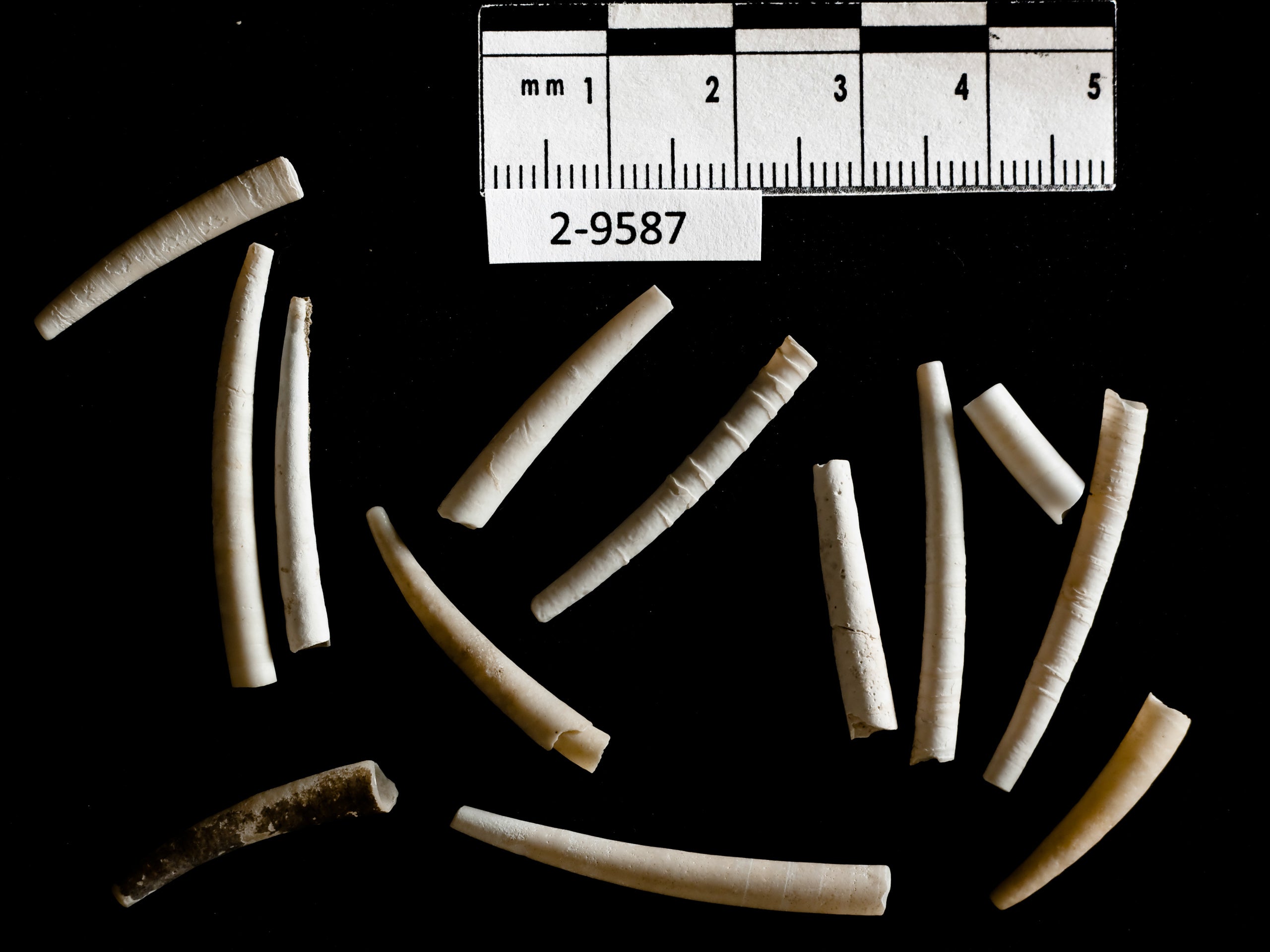 Dentalium Shell Beads
