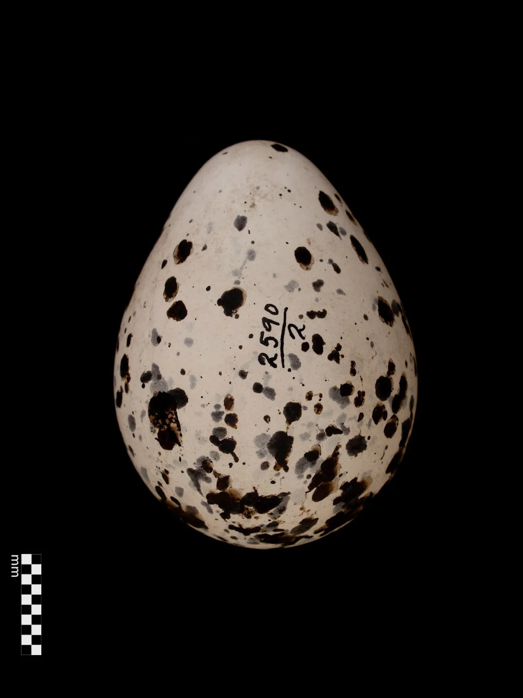Killdeer, Charadrius vociferus - 37.54 x 27.98 mm
