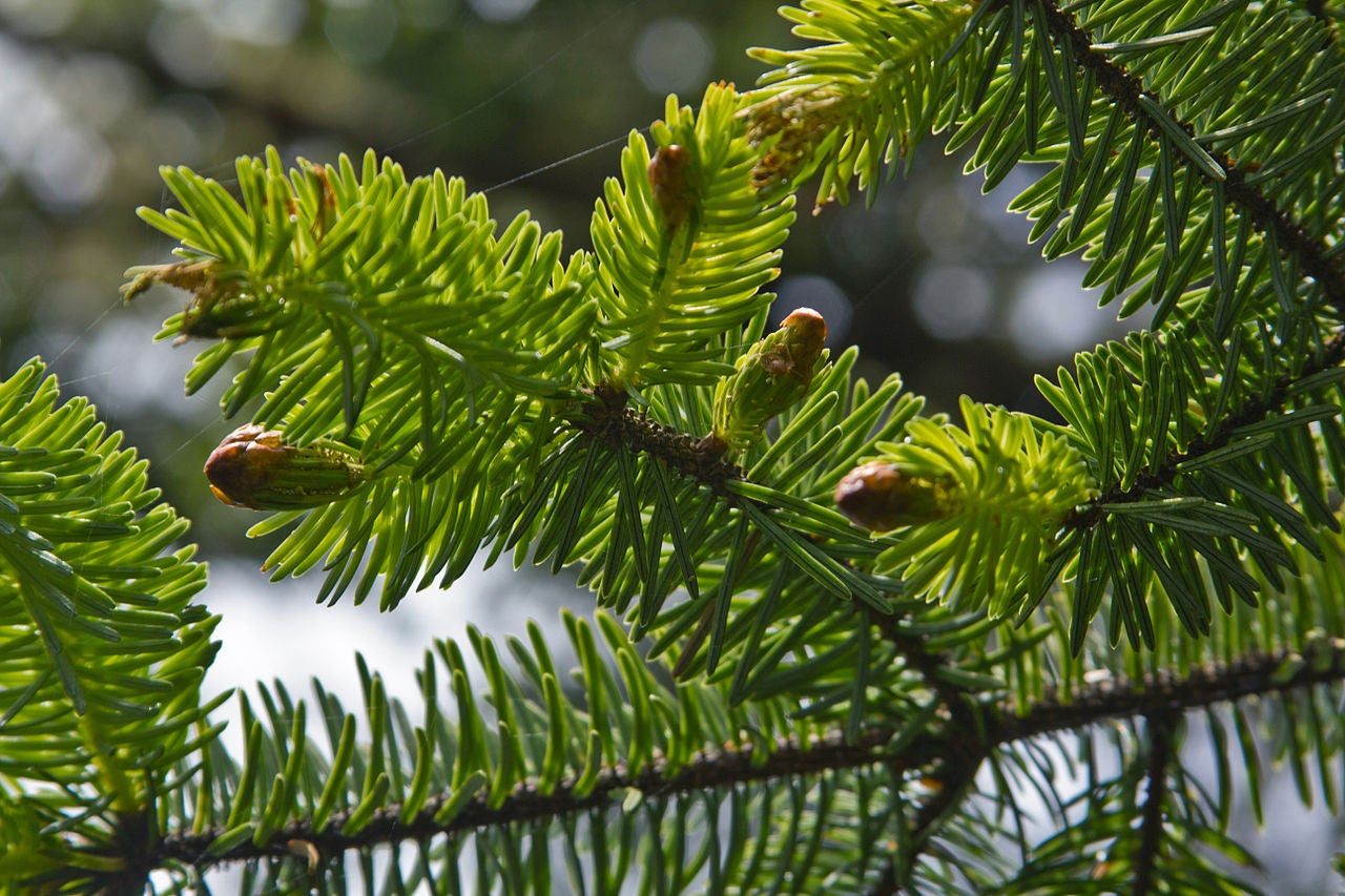 Sitka Spruce