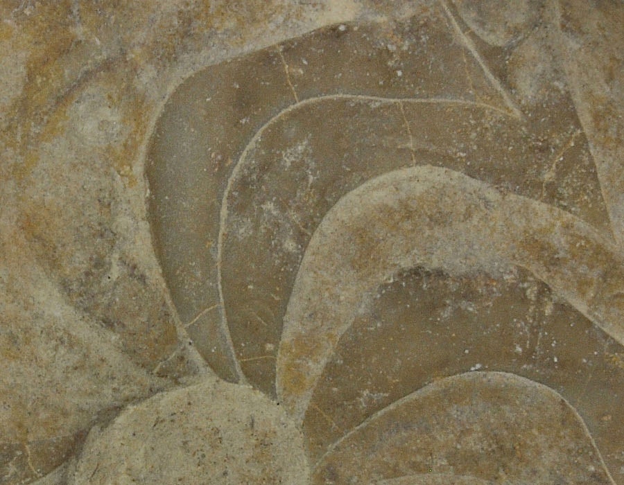 Goniatite detail, Muensteroceras oweni, Rockford, Indiana, Rockford Formation, Mississippian (Kinderhookian) - Specimen #P6372A
