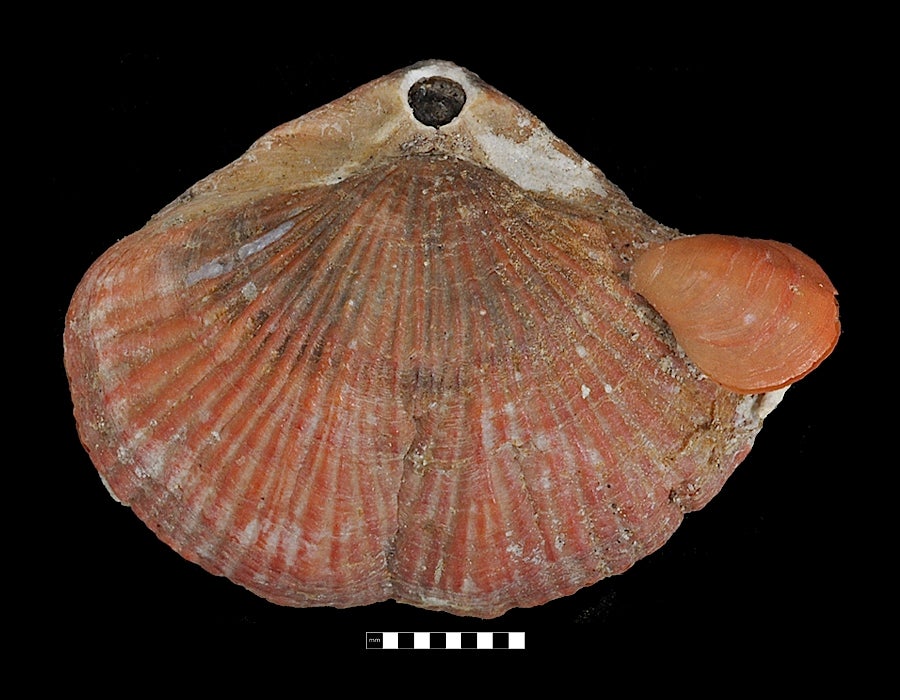 Two living terebratulids, Magasella sanguinaria, Attached smaller Waltonia inconspicua. Stewart Island, New Zealand - Specimen #C31