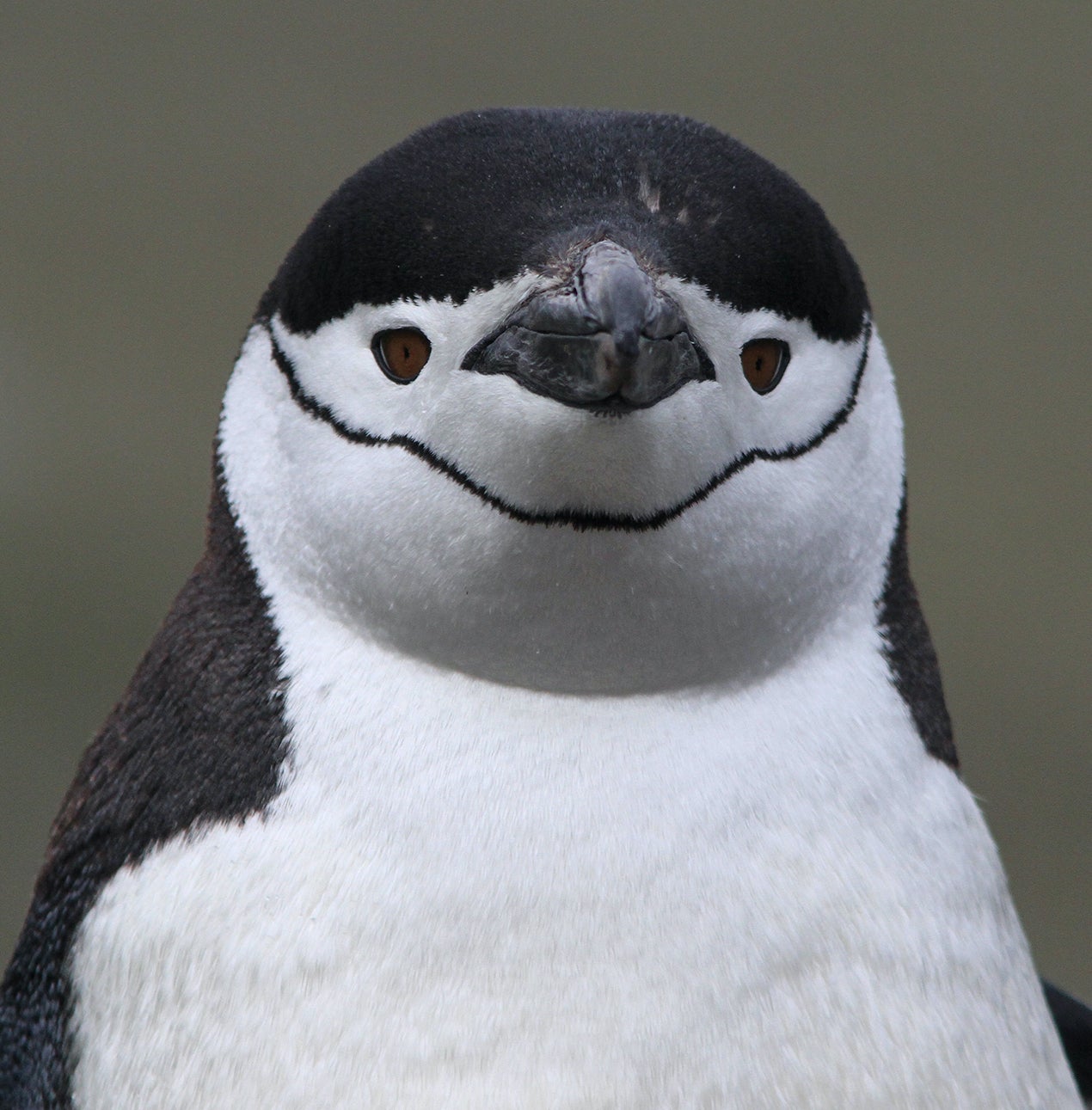 ChinstrapPenguin19(1).jpg