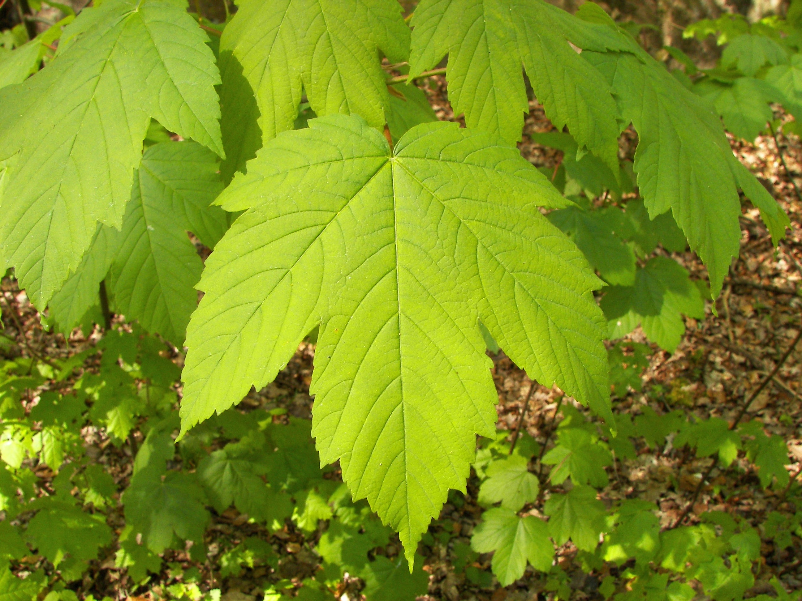 Maple.jpeg