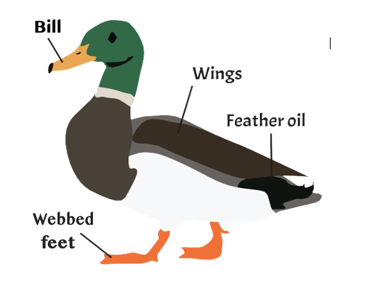 diagram of a duck