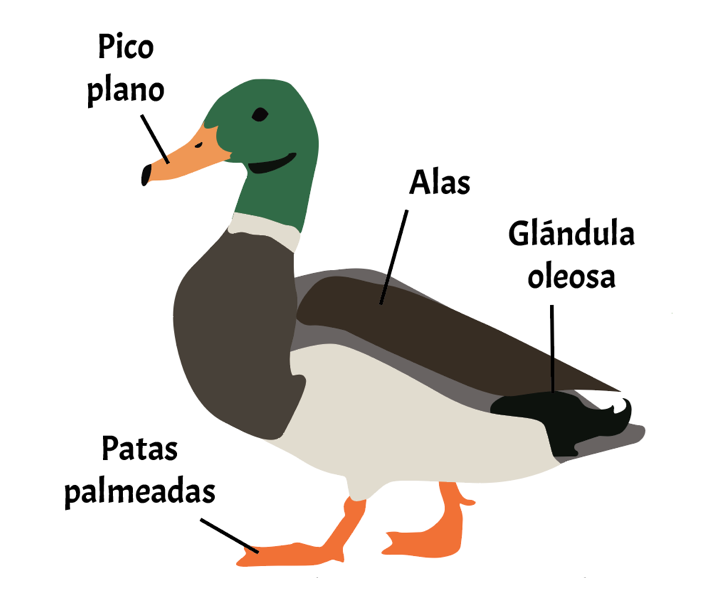 diagrama de un pato