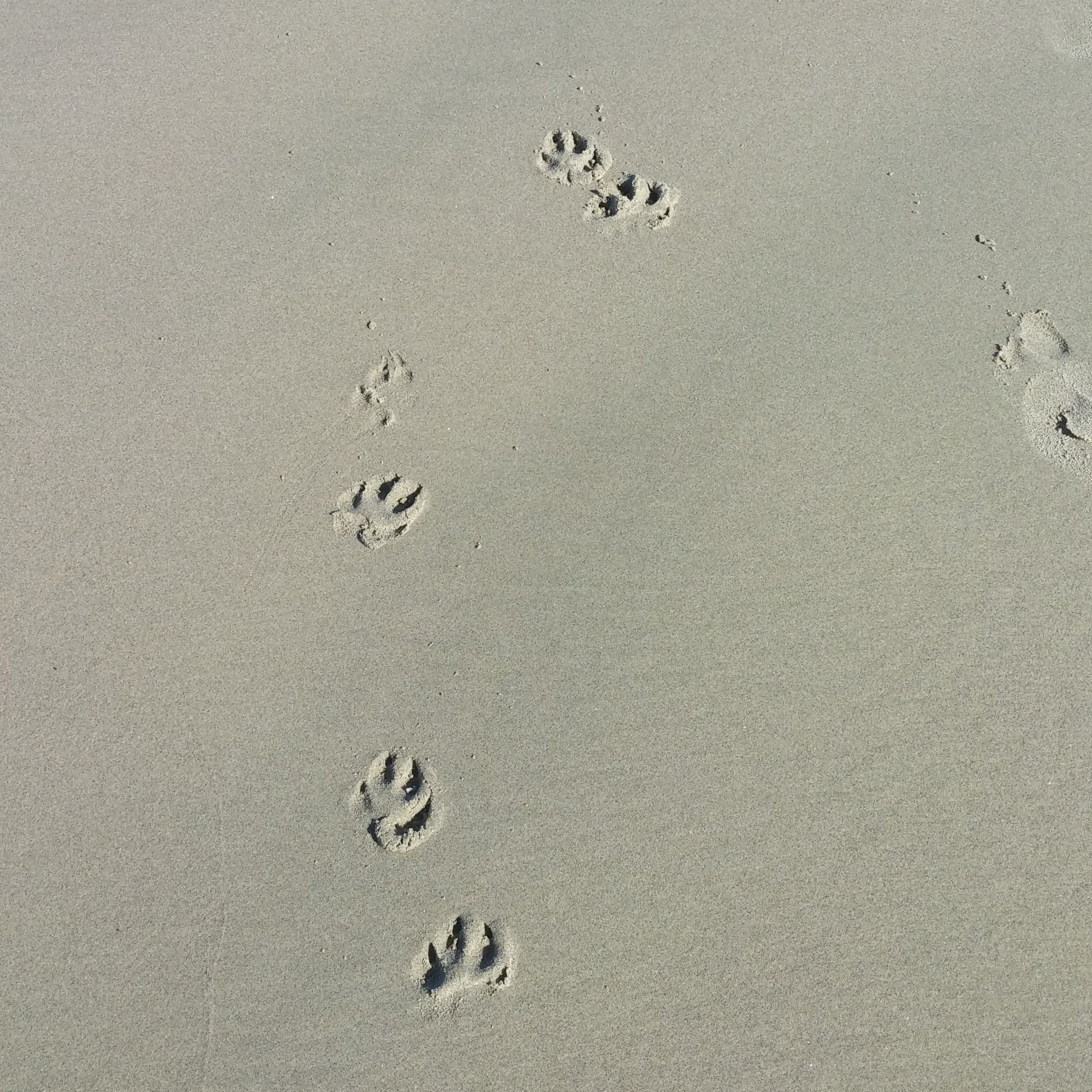 Trace Fossil 7_0.jpg