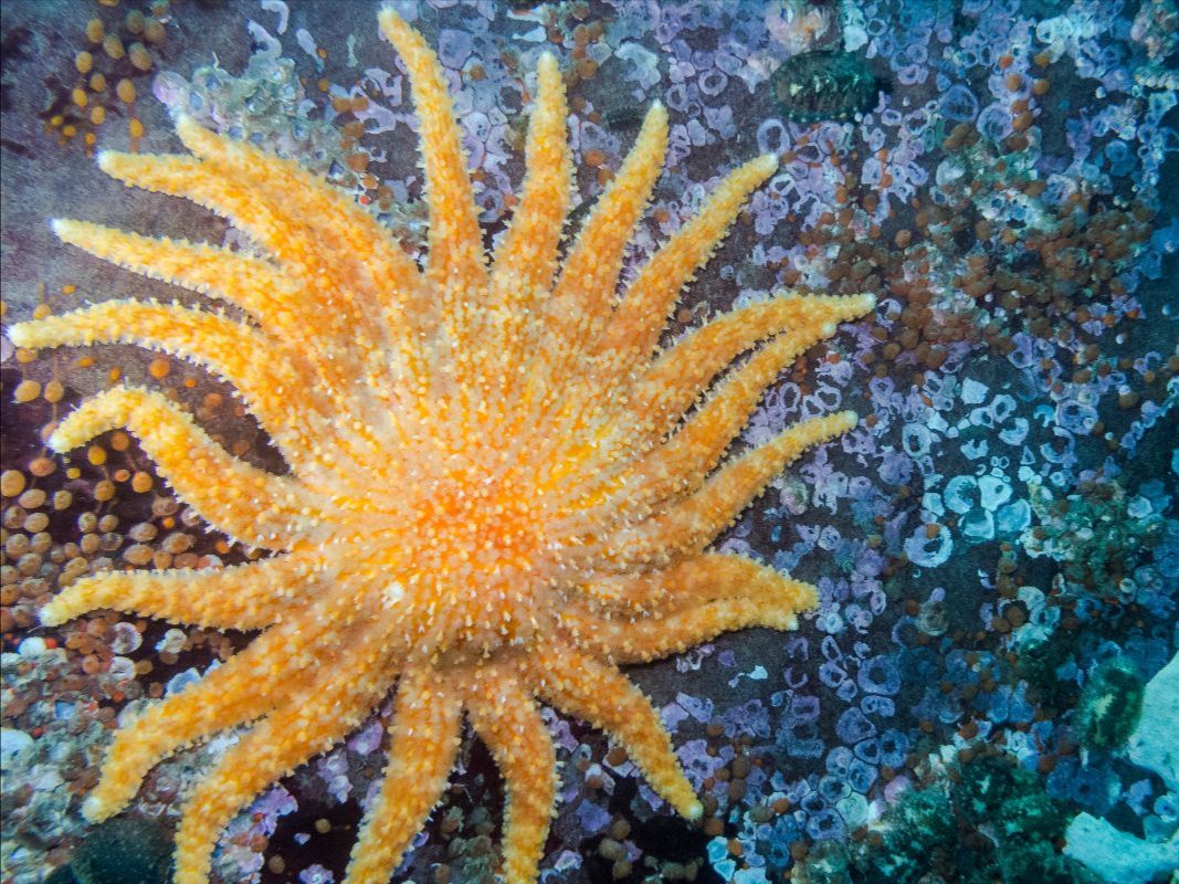 sunflower sea star