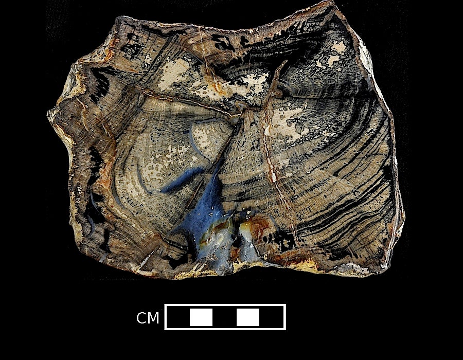 Progymnosperm trunk permineralized in silica