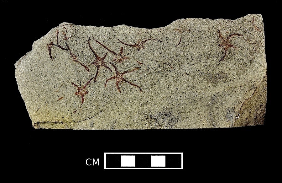 Starfish