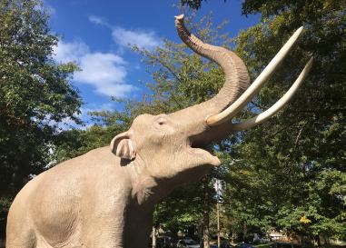 A picture of the mammoth in front of the museum