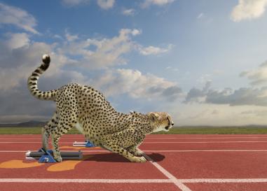 Cheetah at the Starting Blocks by John Lund