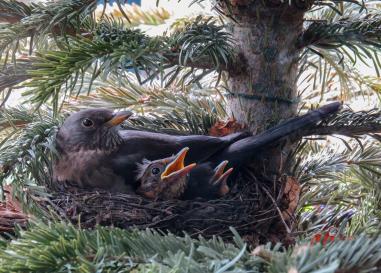 Birds in a nest