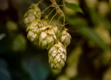 Hops