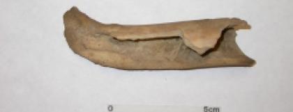 Split Bone