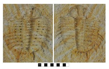 Odontopleurid
