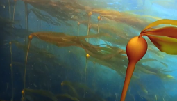 Photo of Kelp