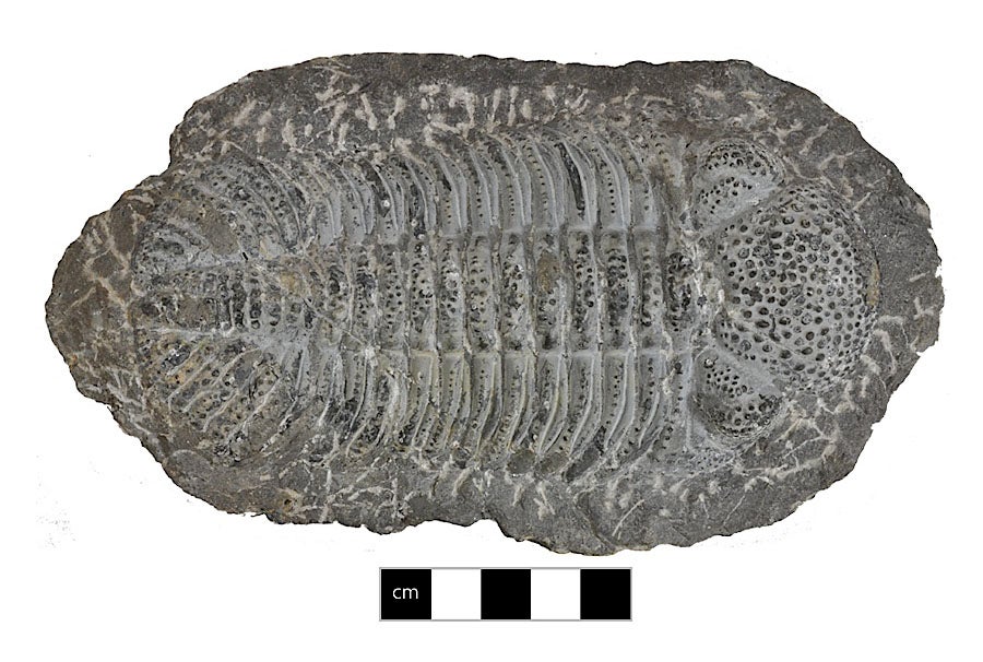 Phacopid