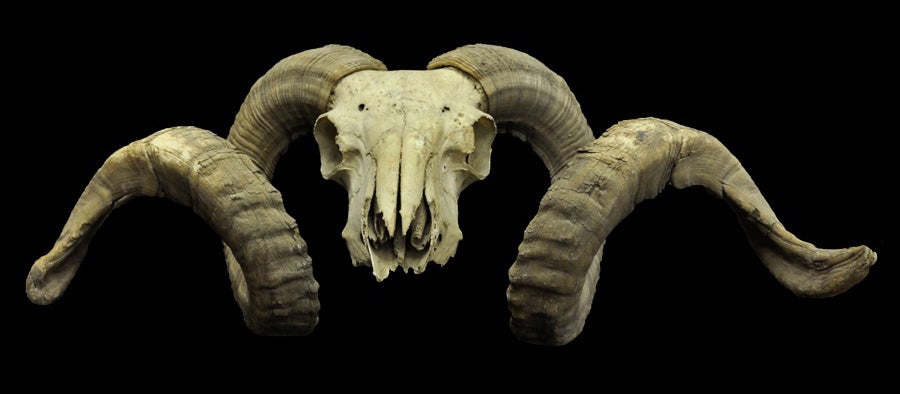 Bighorn sheep, anterior view of different specimen 