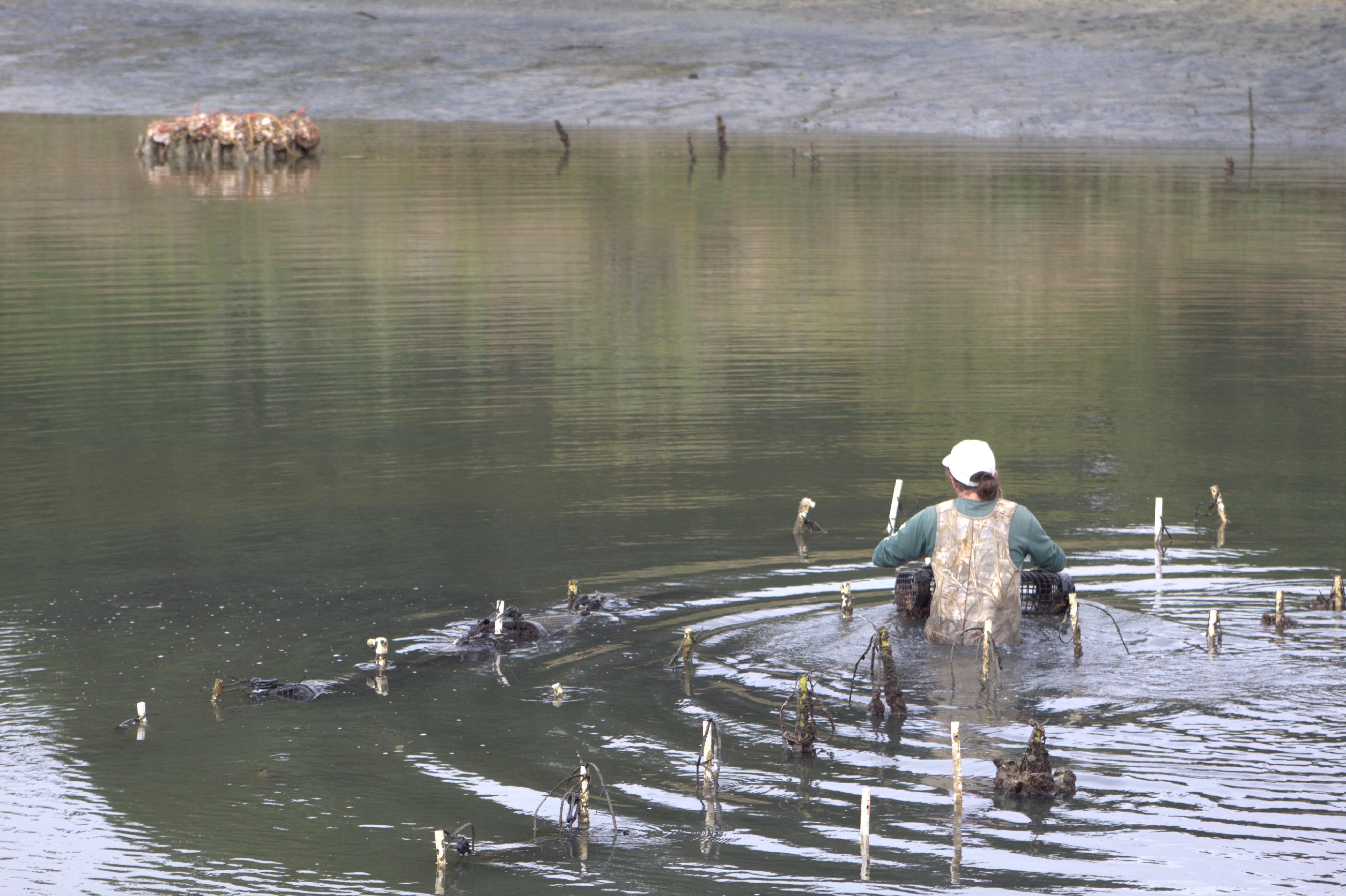 An archaeologist in waders is chest deep in a slough.