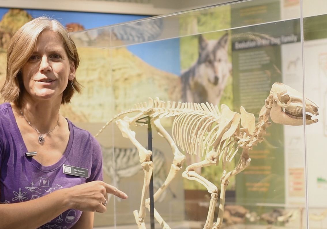 A museum educator next to a Miohippus (ancient horse) replica