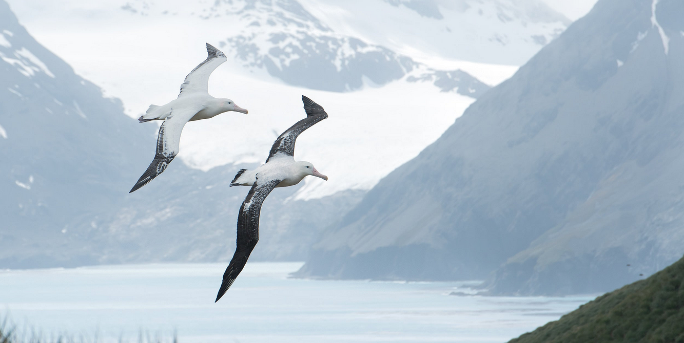 Albatross
