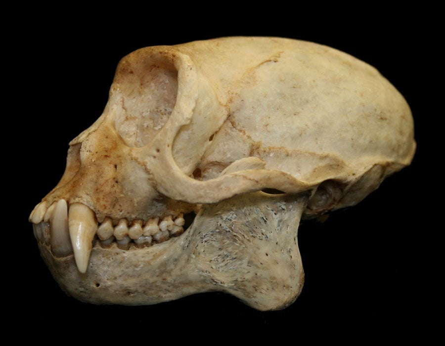 Cebus sp. Capuchin 