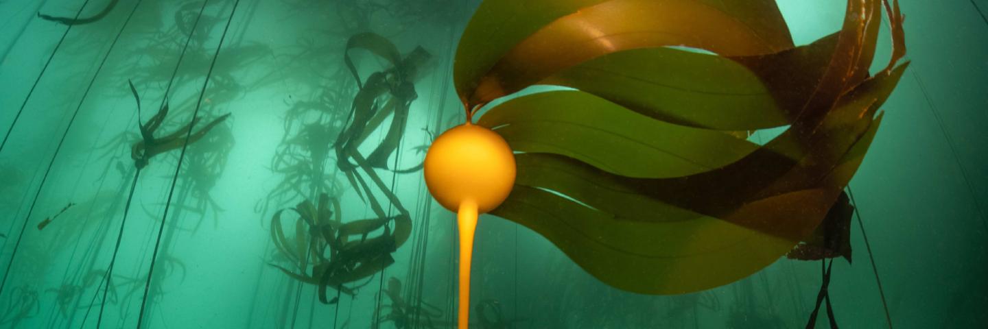 Photo of a kelp forest taken underwater. Photo by Marco Mazza