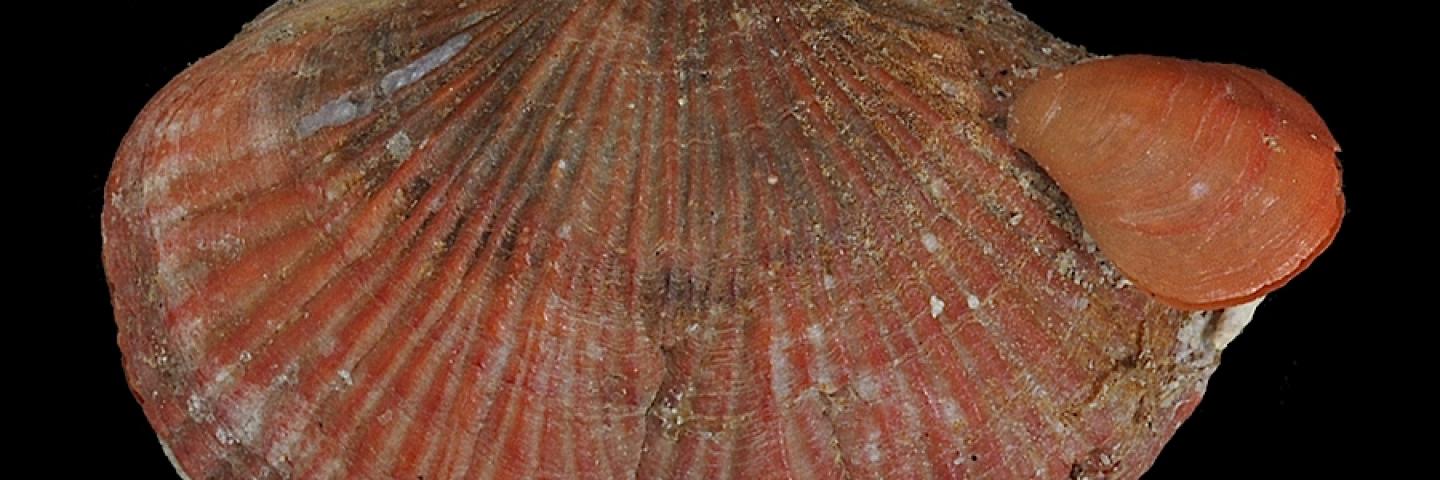 Two living terebratulids, Magasella sanguinaria, Attached smaller Waltonia inconspicua. Stewart Island, New Zealand - Specimen #C31